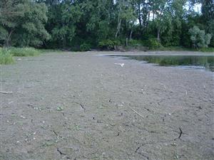 Starý les, interiér (2)